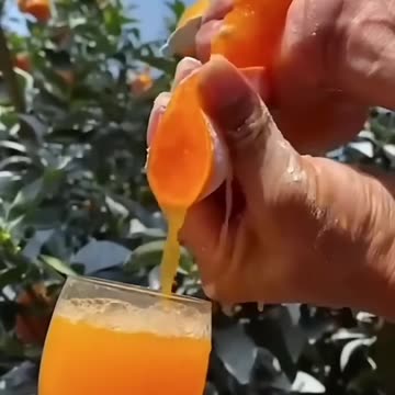 Havesting Yummy Delicious Fruits in Jungle #fruit #shorts #nature