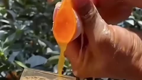 Havesting Yummy Delicious Fruits in Jungle #fruit #shorts #nature