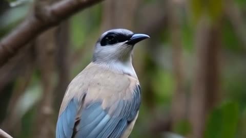 A Bird on a tree branch