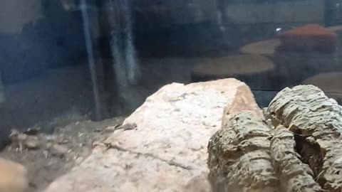May 2025 Pueblo Zoo Trip Part 11