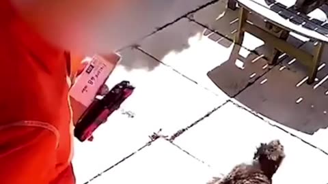 Owner catches postman kicking puppy in the face