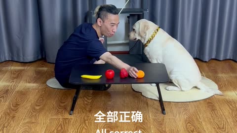狗狗看图认果不翻车 Dogs can recognize fruits from pictures without fail