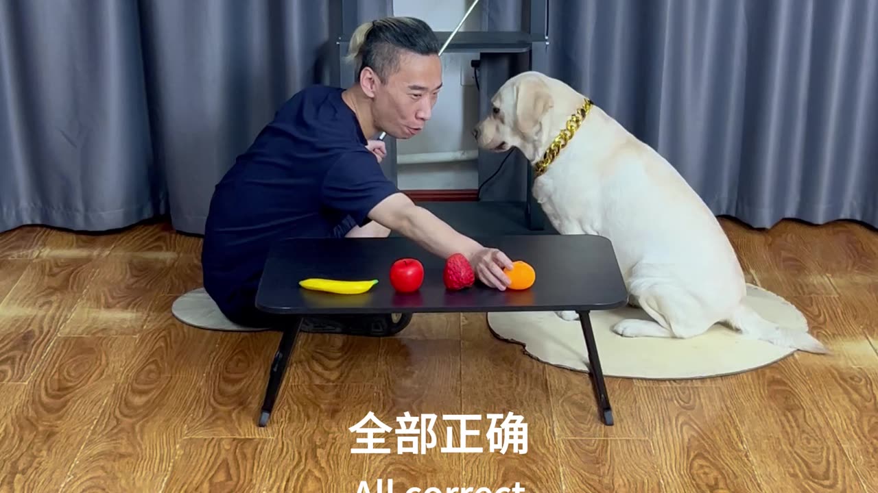 狗狗看图认果不翻车 Dogs can recognize fruits from pictures without fail