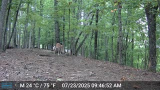 The Woods – 07/24/2025