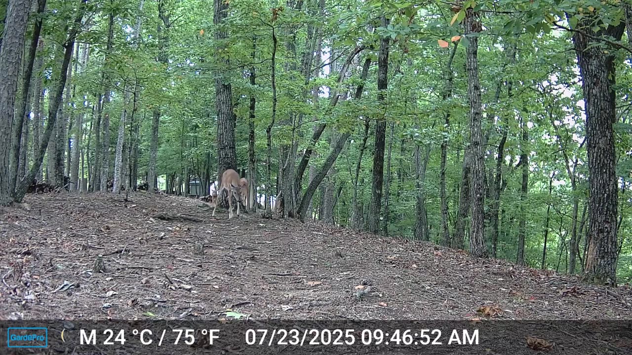 The Woods – 07/24/2025