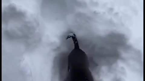 Dogi jump in snow ❄️🌨️