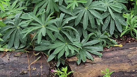 2025 Lupine Season Best of Show: 1st Year Lupine Awarded