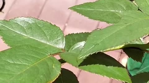 切叶蜂把每一片叶子切得好规整