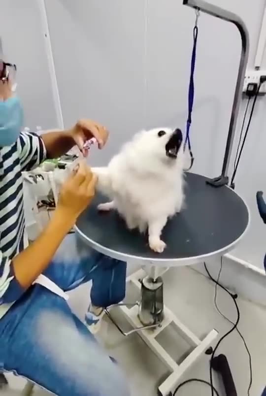 Haven't Started Cutting It Yet Pomeranian- Pomeranian Baby Silly Puppy✂️🐕😂