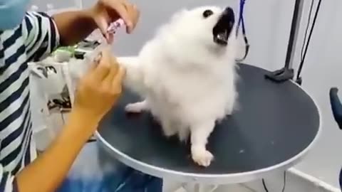 Haven't Started Cutting It Yet Pomeranian- Pomeranian Baby Silly Puppy✂️🐕😂