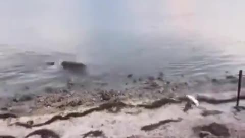 he didn't expect this! 🐊🤣