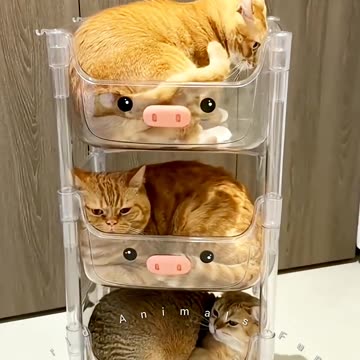 funny Cats and Dogs!