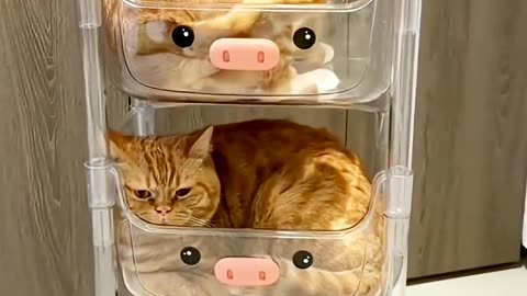 funny Cats and Dogs!