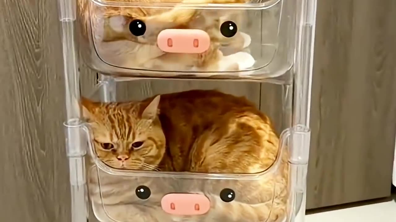 funny Cats and Dogs!