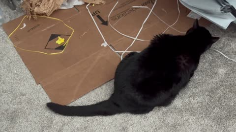 Cute Precious Piper Likes to Chew Box Straps -Adopting a Cat from a Shelter Vlog
