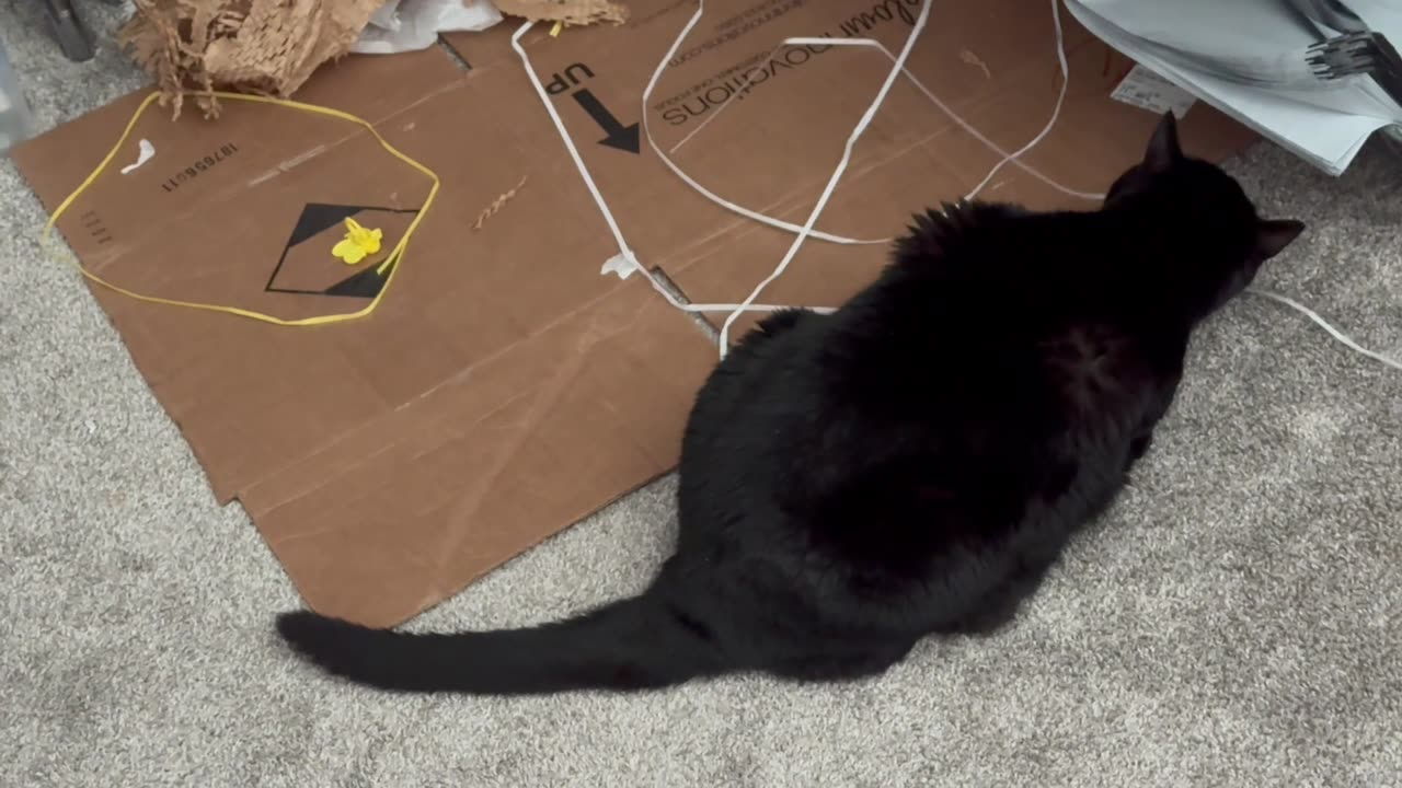 Cute Precious Piper Likes to Chew Box Straps -Adopting a Cat from a Shelter Vlog