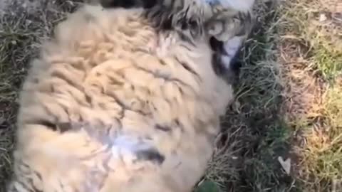 This Is What Peace Looks Like 🐕 | Funny & Cute