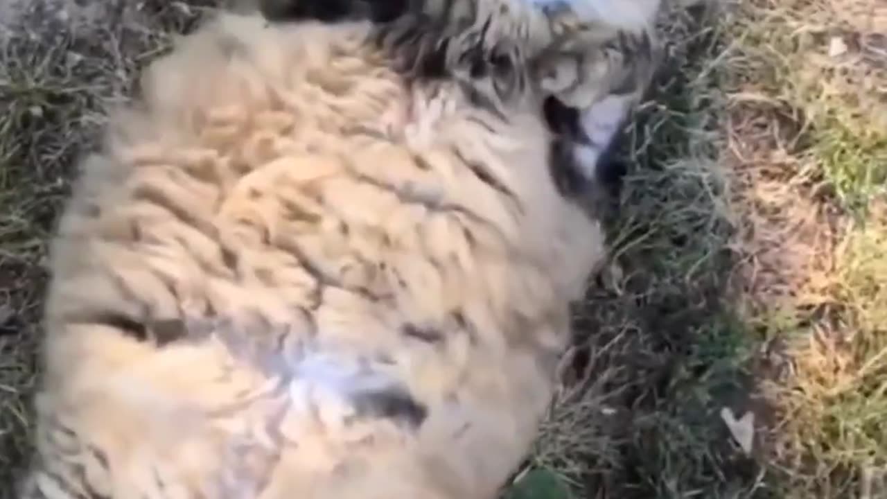 This Is What Peace Looks Like 🐕 | Funny & Cute