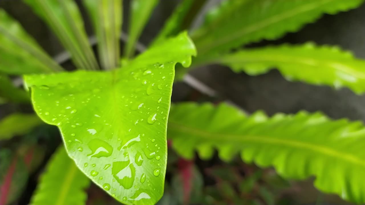 Create a Beautiful Mini Flower Garden at Home
