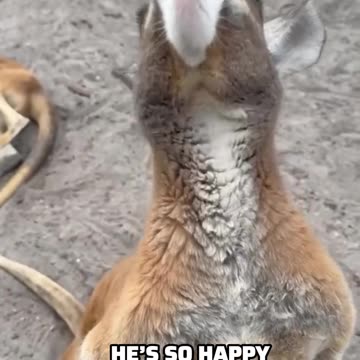 What Kangaroos Love to Eat the Most