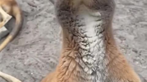 What Kangaroos Love to Eat the Most