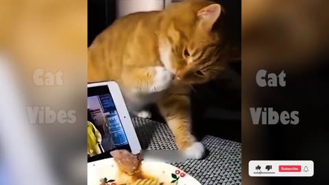 Funny Cat PART 1