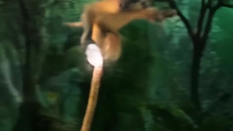 Monkey