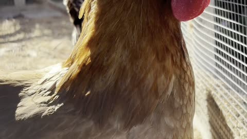 🥚 Today’s Egg Check! 🥚 #shorts
