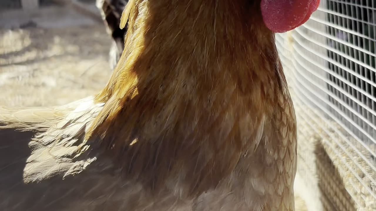 🥚 Today’s Egg Check! 🥚 #shorts