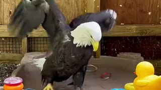 Eagle Rescue