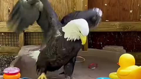 Eagle Rescue