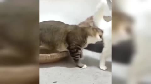 The Funniest Cats & Dogs Compilation - Hilarious Animal Videos Guaranteed to Make You Laugh!