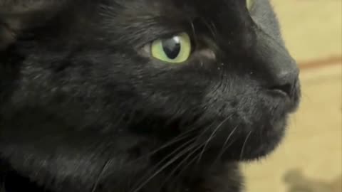 Cute Precious Piper is My Little Lap Cat Girl - Adopting a Cat from a Shelter Vlog #shorts