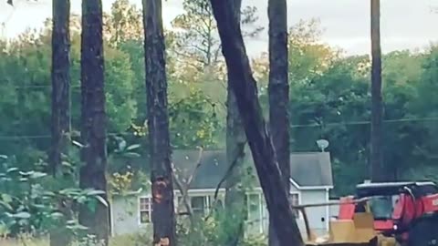 Tree Removal Service in Mississippi - Griffin Solutons