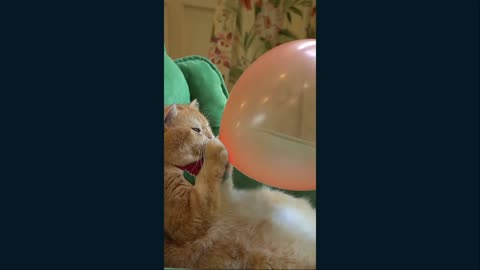 Cat vs Balloon The Ultimate surprise