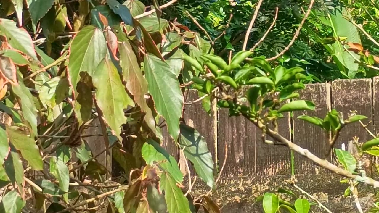 28.11.2025 Out of Control Kuranda