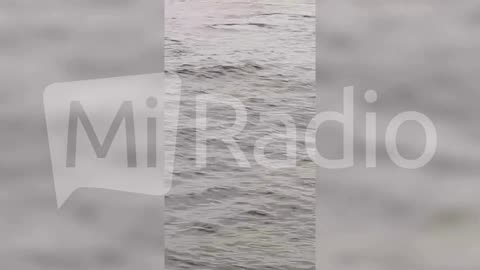 Registran orca en localidad de Puerto Aldea