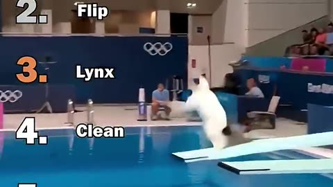 Ranking Best AI Cats Olympic Diving Moments