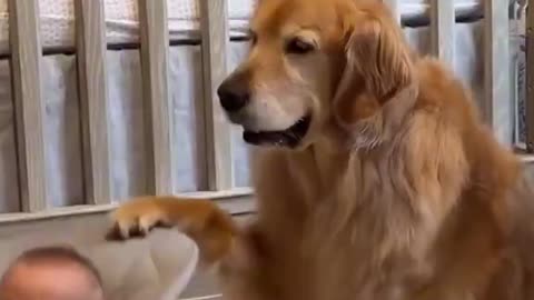 Helpful Pups
