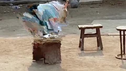 Dog is trained to balance