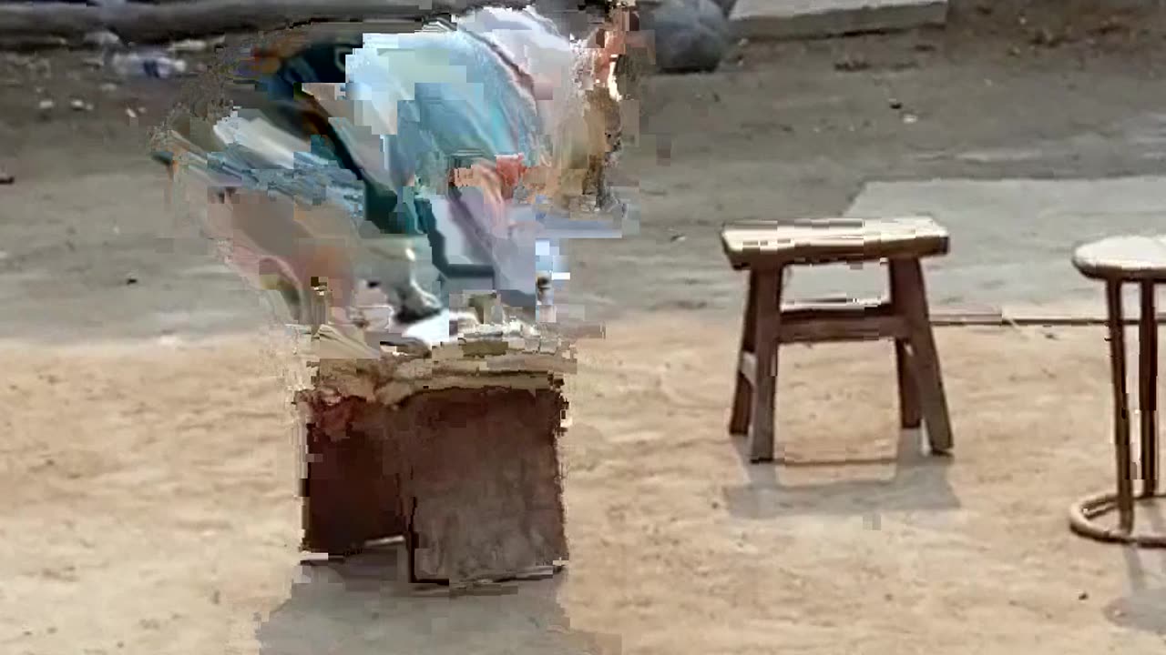 Dog is trained to balance