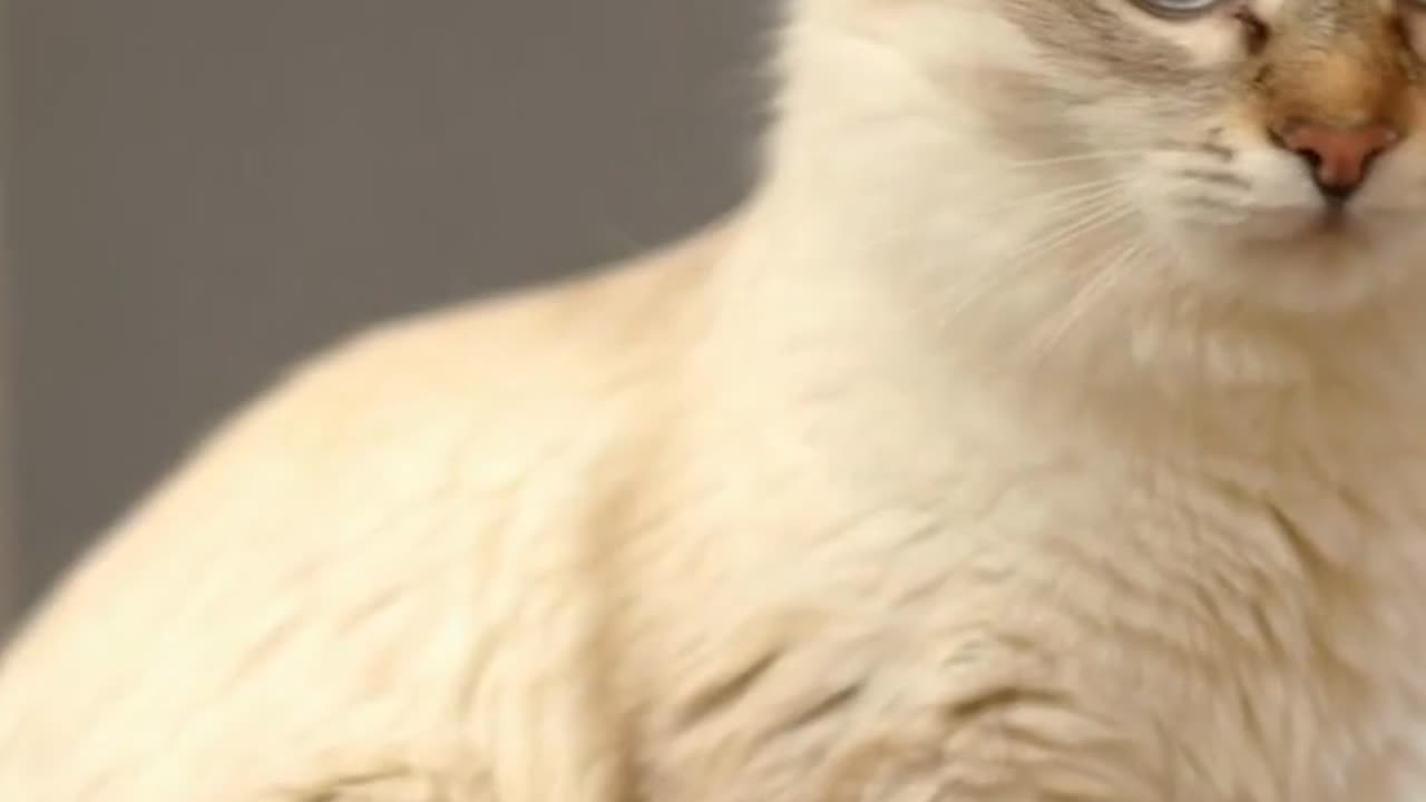 🐱 Cats Can’t Taste SWEETNESS! (Weird Cat Facts)