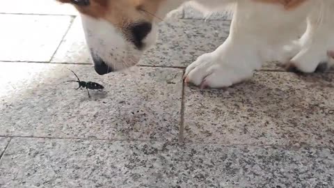 😂 Pup Pees on Bug! | FunFM