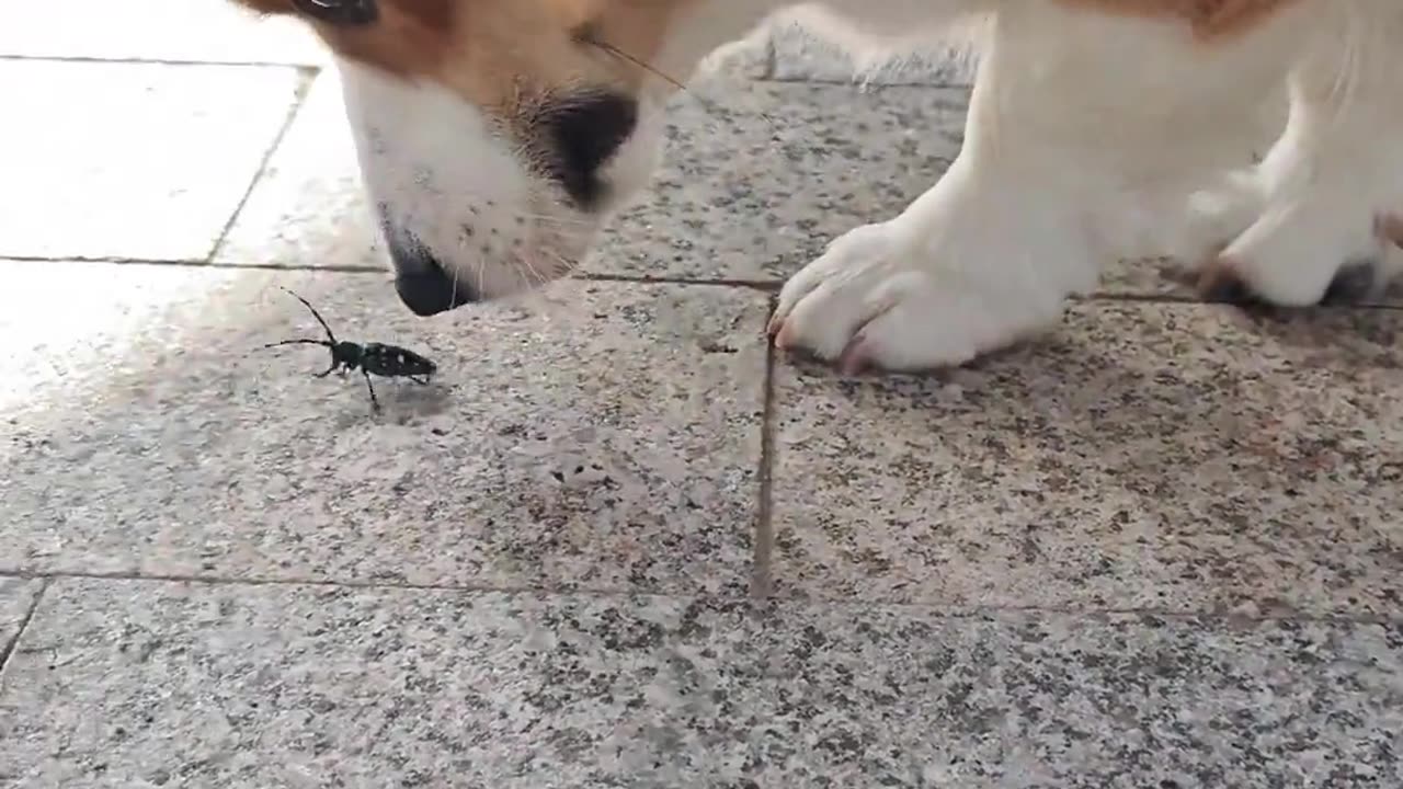 😂 Pup Pees on Bug! | FunFM