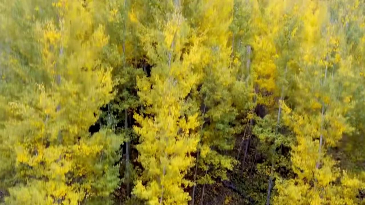 Classical Lofi Chill for Busy Minds