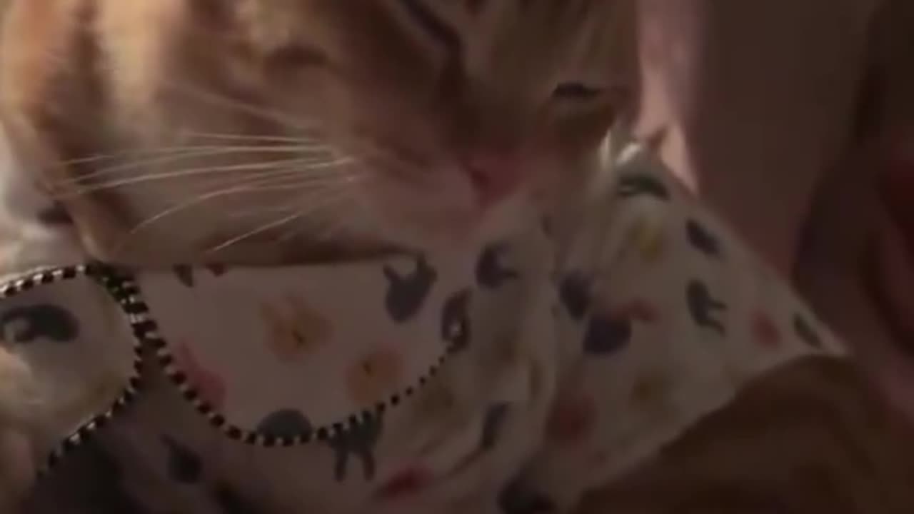 Possibly the cutest thing I've ever seen!