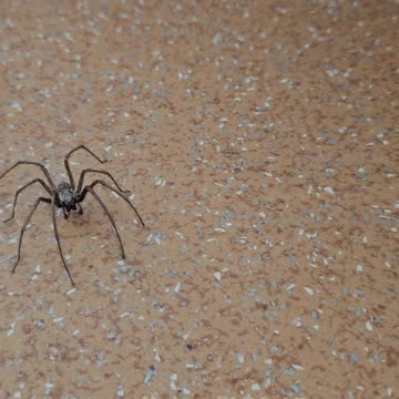 Kątnik domowy (Tegenaria domestica) [Rumble Short]