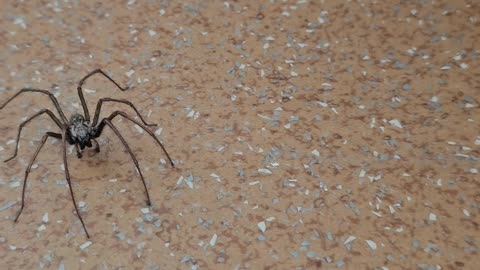 Kątnik domowy (Tegenaria domestica) [Rumble Short]