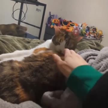 Petting the spot the cat just cleaned..