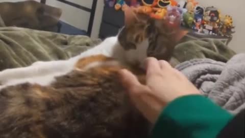 Petting the spot the cat just cleaned..